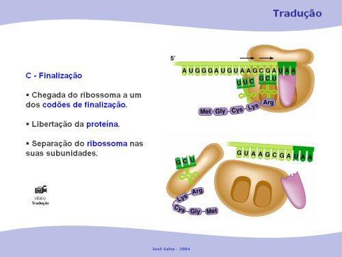 Finalização O ribossoma encontra um codão de finalização UAA, UAG ou UGA).
