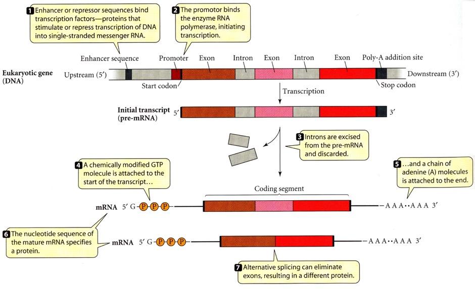 Estrutura básica do gene Estimulam ou reprimem a transcrição de DNA em RNA mensageiro de cadeia simples Promoter - RNA polymerase se liga para