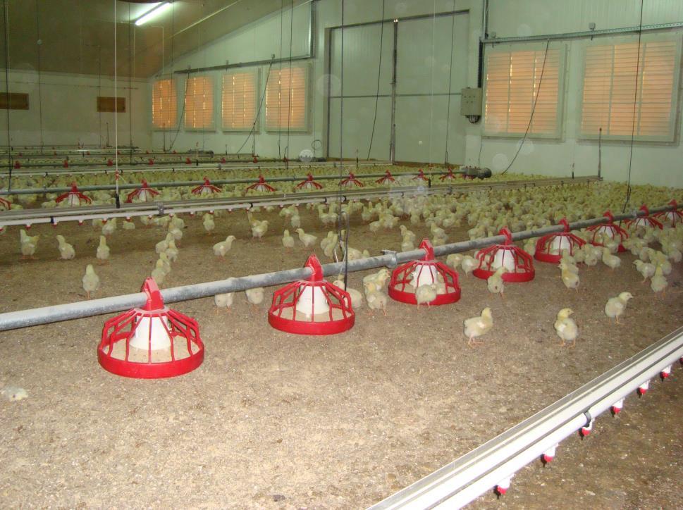 Os aviários da Soproniva, sociedade de produção de aves, Lda instalação de Belazaima do Chão recebe pintos para criação de frangos industriais, os pintos permanecem nos pavilhões cerca de 35 a 40