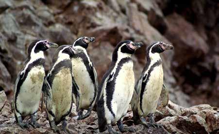 Traslado até o píer da Bahia de Paracas na chegada abordaremos o barco rápido para realizar uma excursão marinha as Ilhas Ballestas.