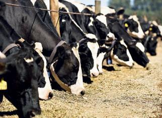 ...MATERIAS E MÉTODOS TMR- oferecido 9 e 21 h Vacas Holandesas de 650 Kg consumindo 10 Kg de MS Sobras medidas