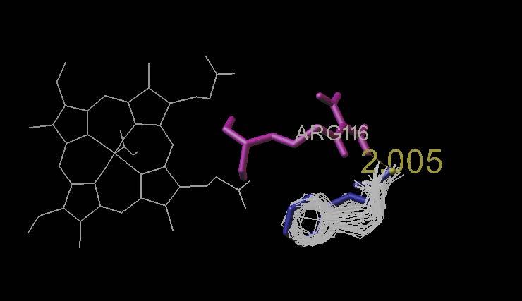75 A figura mostra as conformações do NFE em interação com a guanilato ciclase solúvel (série de 50 dockings) para a segunda etapa do docking em proximidade à ARG116 (cor magenta).