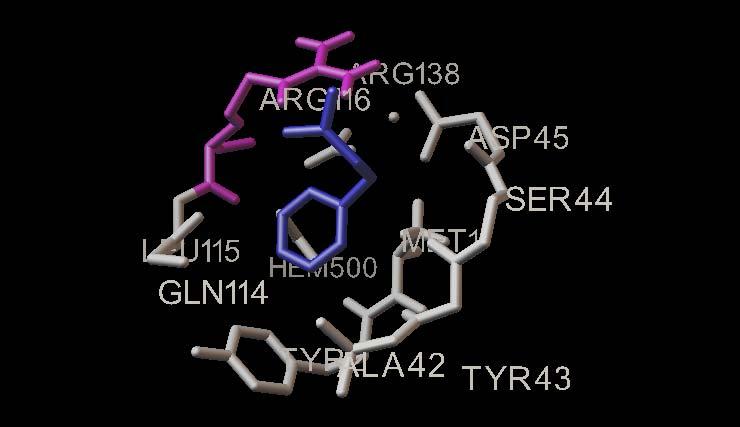 77 ALA42, TYR43, SER44, ASP45, GLN114, LEU115, ARG116, ARG138, e o grupo heme. Figura 23.