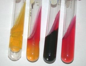 89 Utilidade: Diferenciar bacilos Gram negativos com base na fermentação de carboidratos, produção