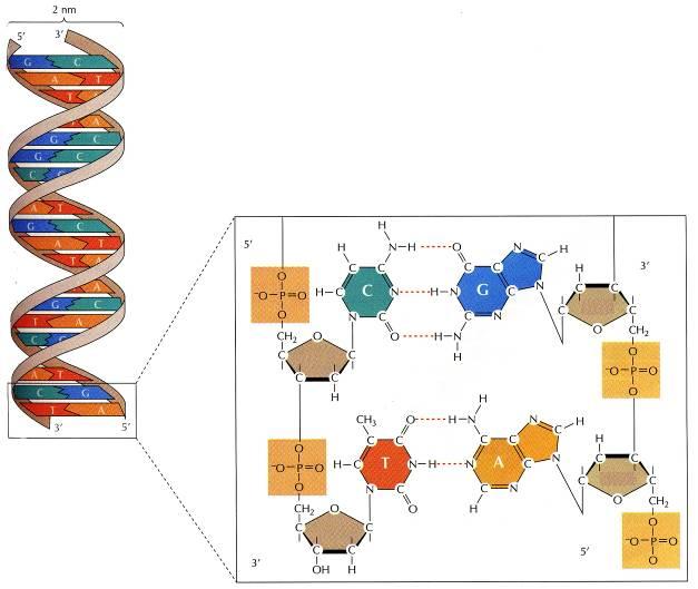 DNA 1950 2 cadeias helicoidais de