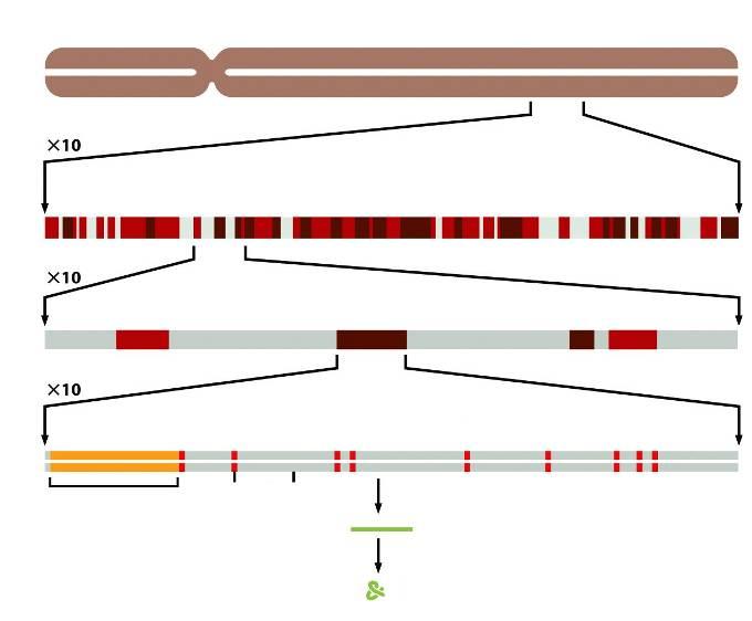 DNA CROMOSSOMO HUMANO 22 10% DO CROMOSSOMO ~ 40 GENES 10% DO CROMOSSOMO - 4 GENES