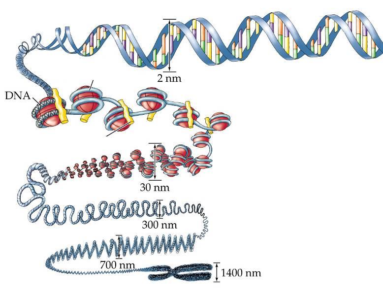 NÍVEIS DE ORGANIZAÇÃO DA CROMATINA DUPLA HÉLICE