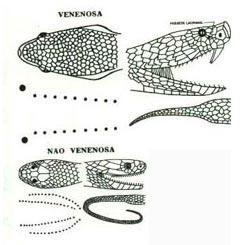 MORDIDAS E PICADAS DE ANIMAIS COBRAS VENENOSAS Gravidade: Aproximadamente 1% das picadas de cobras venenosas são fatais quando a vítima não é socorrida a tempo.