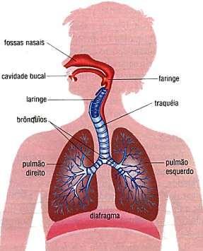 ANATOMIA DO SISTEMA RESPIRATÓRIO Cavidade nasal e bucal comunicam-se com o meio externo e tem a função de captação do ar no sistema respiratório; Faringe tubo muscular que serve para passar alimentos