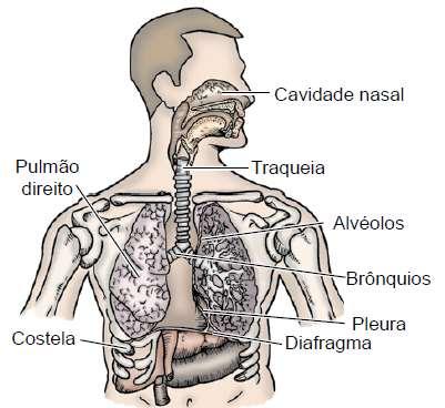 ANATOMIA DO SISTEMA RESPIRATÓRIO Didaticamente dividido