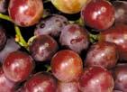 Uva Por Fernando Cappello uvacepea@esalq.usp.br Aumenta oferta de uva em maio Cresce oferta de rústica.