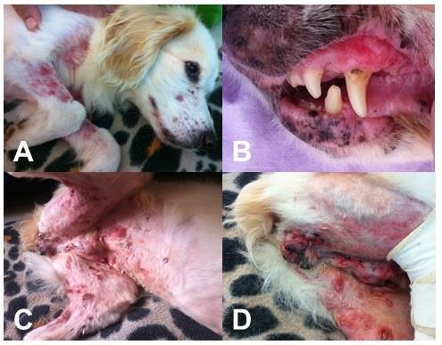 21 3 RELATO DE CASO Foi encaminhado para o Hospital de Clínicas Veterinárias UFRGS um canino, fêmea, 12 anos de idade, sem raça definida, a qual havia apresentado, há cerca de 45 dias, lesões de pele