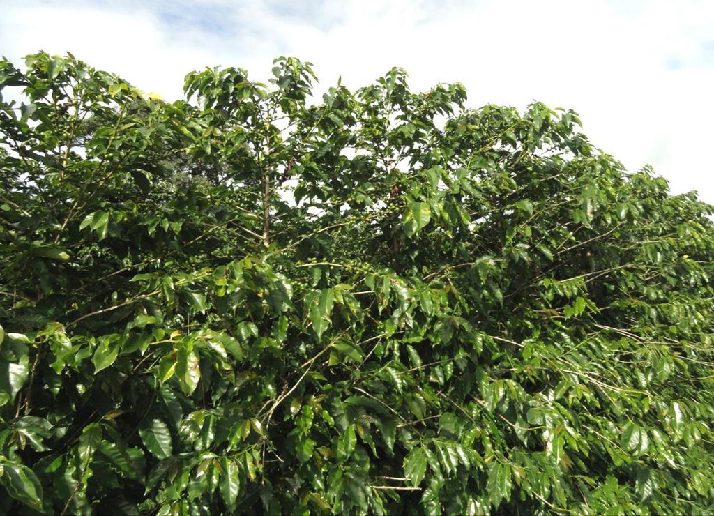 Os mesmos cafeeiros da foto anterior, agora em fev/15. As plantas reenfolhadas, mas com pouquíssimos frutos, têm produtividade esperada de 5-6 scs/ha.