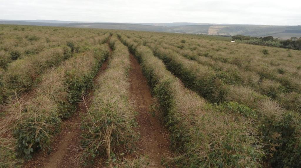 Lavoura de café no pós-colheita, em set/14, por efeito da seca combinada com a alta carga em 2014, em Capelinha, no Jequitinhonha-MG.