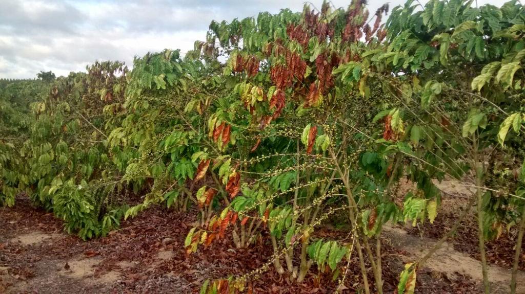 A ação danosa do forte veranico prevalece sobre as plantas e seus frutos, mesmo tendo havido uma retomada, embora em níveis inadequados, das chuvas em fevereiro.