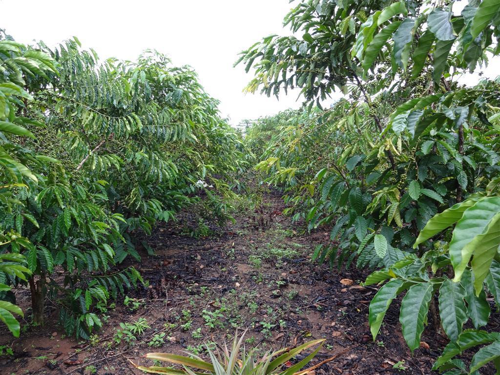 A cafeicultura de Rondônia vem passando, nos últimos anos, por uma série de dificuldades, como resultado de aspectos técnicos, econômicos e sociais.