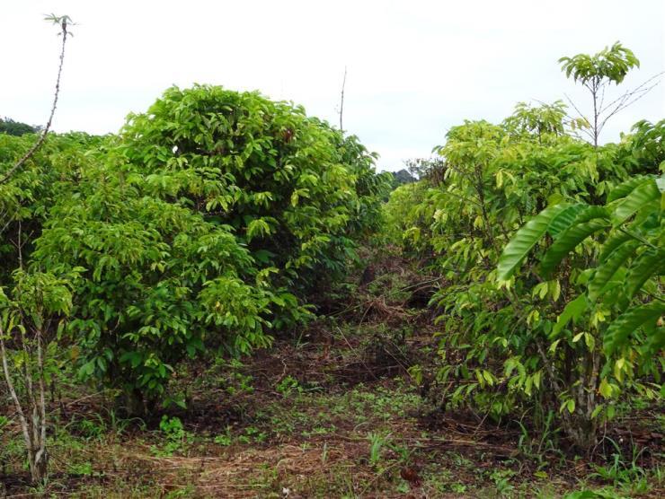 Em Rondônia, no geral, as lavouras não recebem nutrição adequada, ficando amareladas.