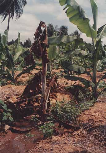 Podridão-mole ou podridão de Erwinia (Erwinia musae) Sintomas Inicia-se no rizoma e progride para o pseudocaule.