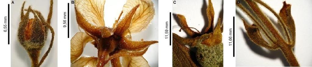 Figura 3 Campomanesia pubescens (DC.) O. Berg morfotipo 2. A, B Lóbulos do cálice e bractéolas maiores que o botão floral; C Lóbulos do cálice no fruto; D Brácteas.