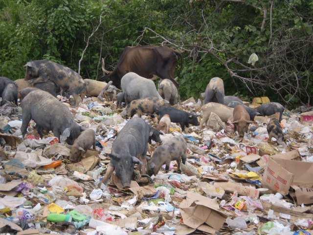 nota-se que não há elementos de drenagem pluvial urbana e poucos coletores de resíduos sólidos. 6.