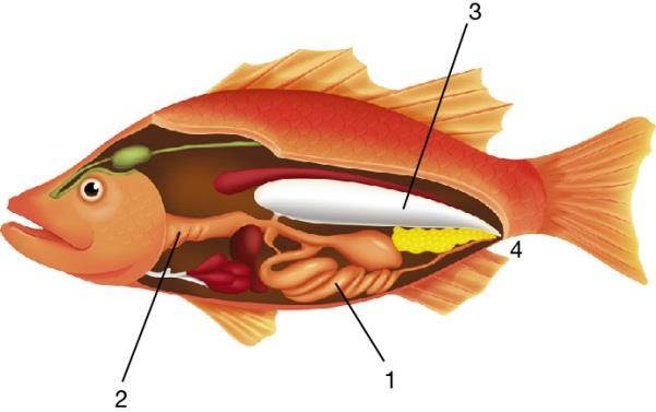 2 ª série Ensino Médio Tarefão BIOLOGIA 2º bimestre Aluno(a): Questão - 1 Todos os representantes dos cordados apresentam, em pelo menos alguma etapa de seu desenvolvimento, quatro estruturas