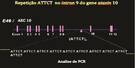 21 FIGURA 1 REPETIÇÃO ATTCT NO INTRON 9 DO GENE ATAXINA 10 Fonte: MODIFICADO DE TEIVE et al, 2011. O teste de DNA para AEC 10 tem 100% de sensibilidade e especificidade e pode ser realizado por PCR.