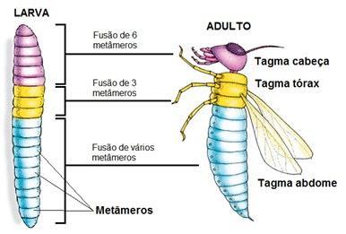 Arthropoda do grego arthron=articulação; podós=perna Características Gerais: 1.