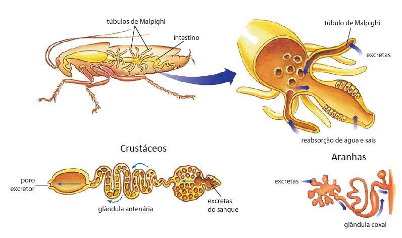 Excreção Túbulos de Malpighi Ácido