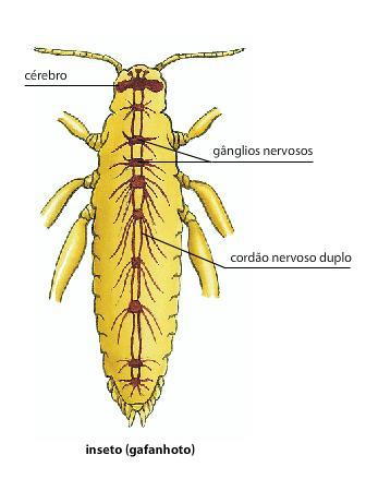 Sistema Sensorial Sistema nervoso: Gânglio cerebral, gânglios nervosos e cordão ventral duplo; Olfato: antenas -