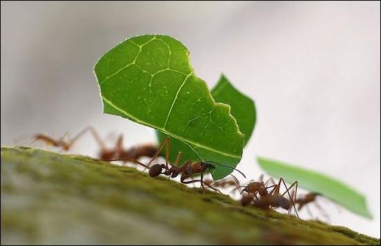 Feromônios Substâncias odoríferas lançadas no ambiente que