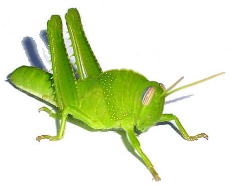 Orthoptera o (orthos =