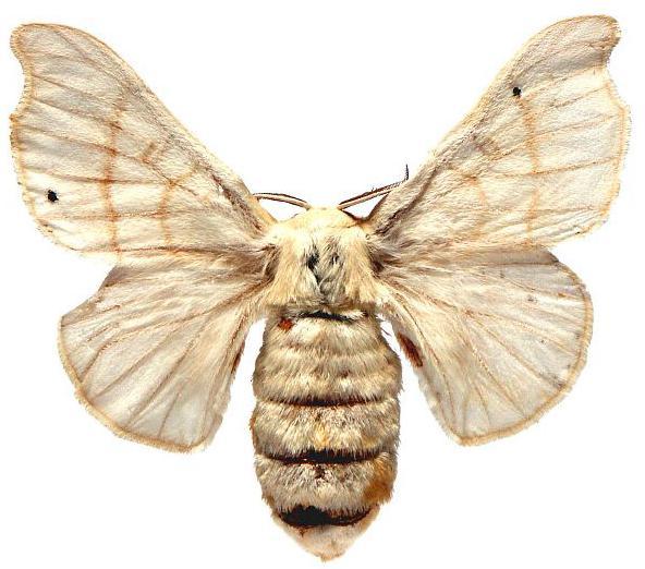 Lepidoptera o (lepis = escama;
