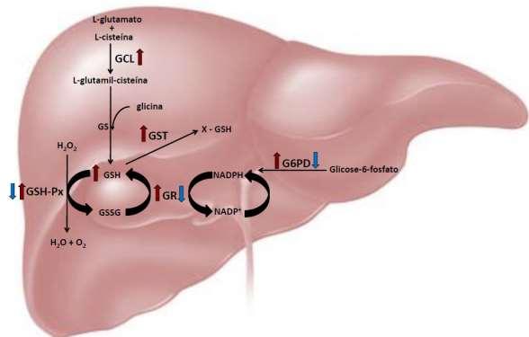 Figura 4. Resumo dos resultados observados no fígado dos animais em relação aos tratamentos de hiperfenilalaninemia com ou sem ácido lipoico. Setas indicam aumento ou diminuição.
