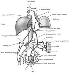 PATOFISIOLOGIA RETORNO