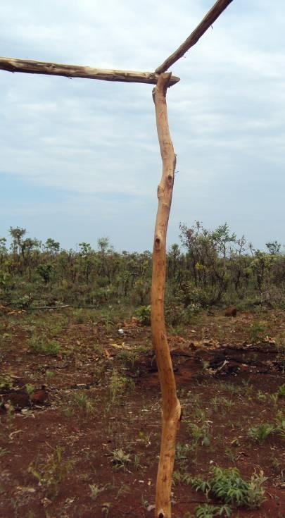 Uso madeireiro de Qualea grandiflora (como mourão de cerca) e Sclerolobium