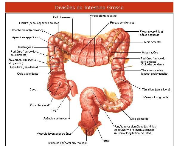 15 2 REFERENCIAL TEÓRICO 2.1 Câncer colorretal Anatomicamente, o trato gastrintestinal inicia-se no esôfago e se estende até o ânus.