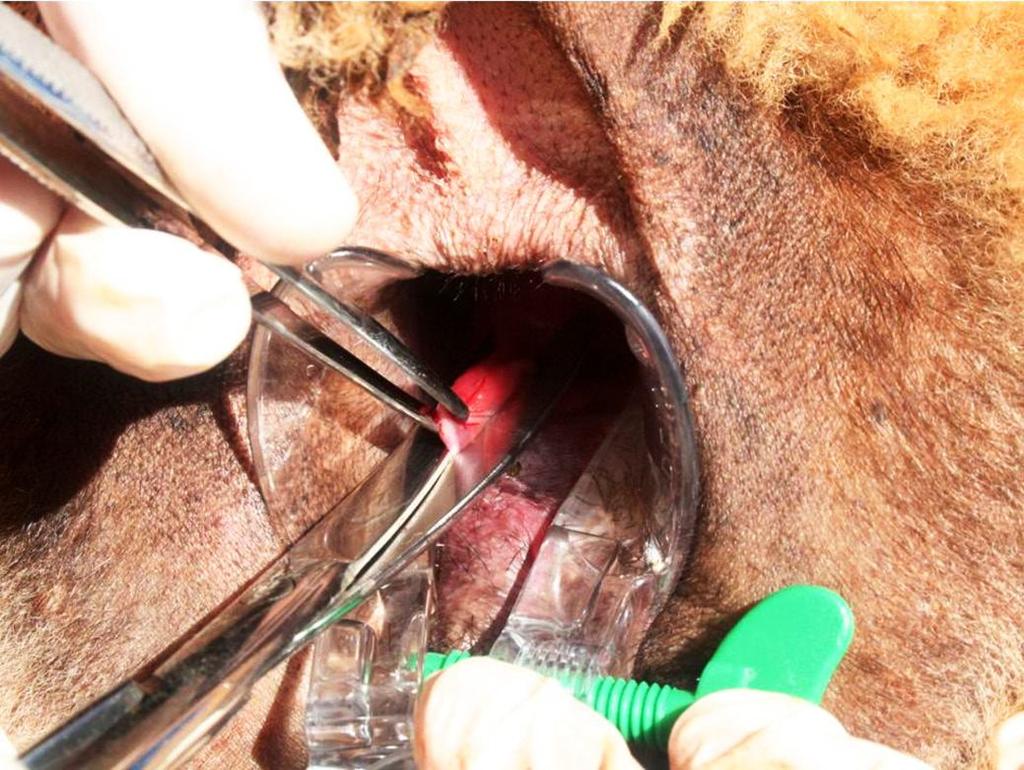 23 Fig.2. Técnica para coleta de biopsia de mucosa retal em ovino para