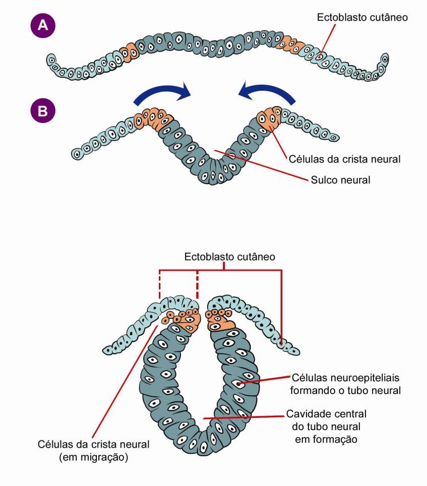 Figura 4: Formação do tubo neural (A e B) e