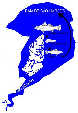 Figura 6: Ciclo de vida da pescada branca (Cynoscion leiarchus), uma das dez espécies mais abundantes na ilha dos Caranguejos e de considerável valor comercial, baseado em esquema de Camargo e Isaac