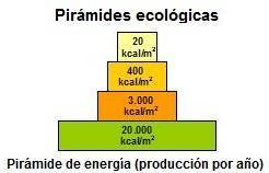 Os decompositores são os responsáveis por transformar a matéria orgânica existente em matéria inorgânica, reiniciando assim o ciclo.