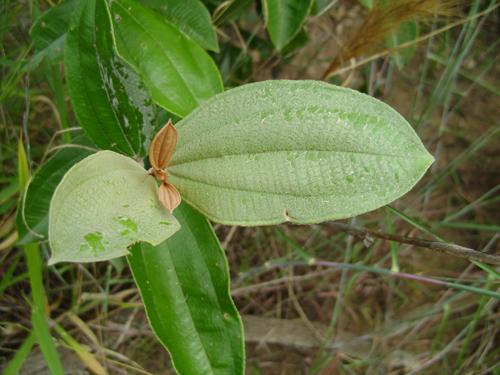 25 GUERREIRO 2008), e origina-se por agamospermia obrigatória (CORTEZ 2007), um tipo de reprodução assexuada. Figura 1. Característica da folha de Miconia albicans.
