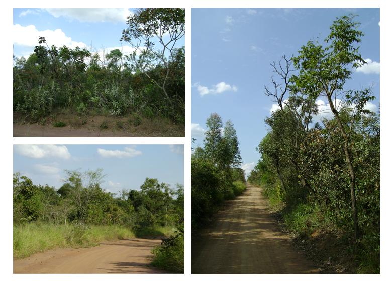 Figura 4. Aspectos da vegetação na área de estudo (São Carlos, SP).