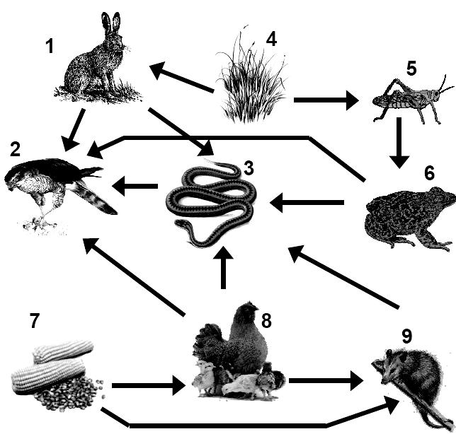 Questão 13) Observe o esquema da rede alimentar. numeradas de 1 a 8, associadas ao consumo e à produção de carboidratos nesses organismos, incluindo as que se passam no tubo digestivo.