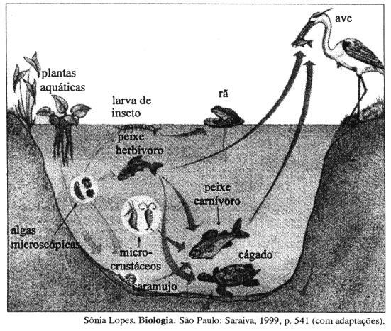 A cadeia alimentar mostra o fluxo de energia através de um ecossistema ou bioma. A figura a seguir mostra cadeias alimentares em quatro biomas diferentes. Analise-a.