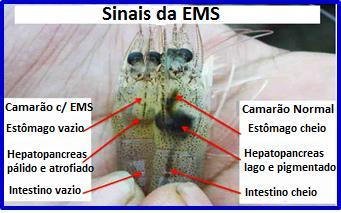 EMS / AHPNS: Enfermidade Infecciosa Causada por Bactéria www.abccam.com.