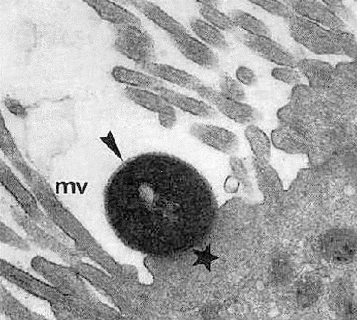 codificam uma nova fimbria agregativa diferente das descritas até o momento, classificando-a como AAF/V (DALLMAN et al., 2012; PRAGER et al., 2014). 1.3 E.