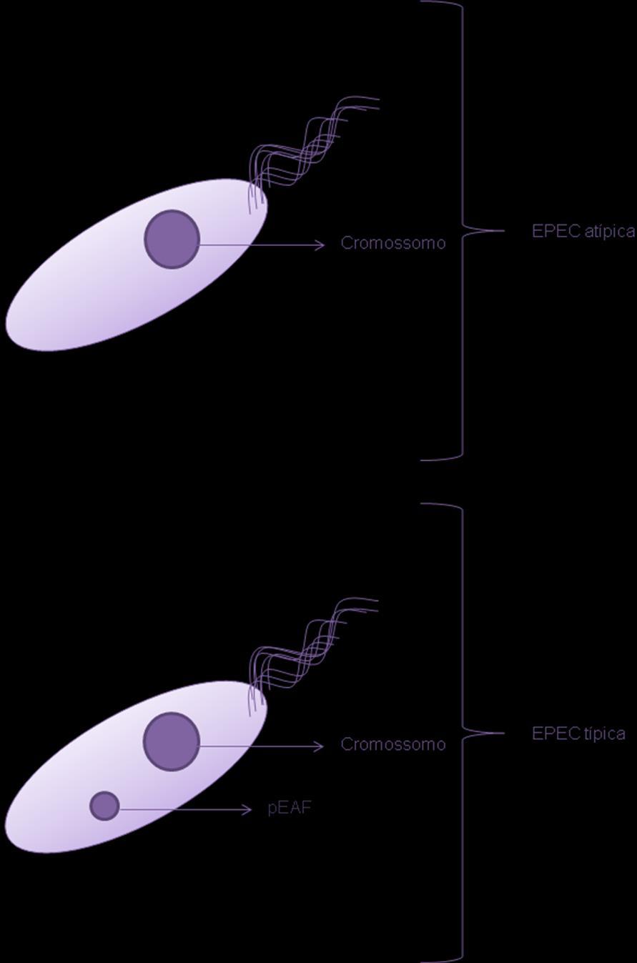 Figura 1- Representação esquemática das diferenças entre EPEC típica e atípica. As amostras de tepec possuem o plasmídio EAF enquanto as aepec não apresentam este plasmídio.