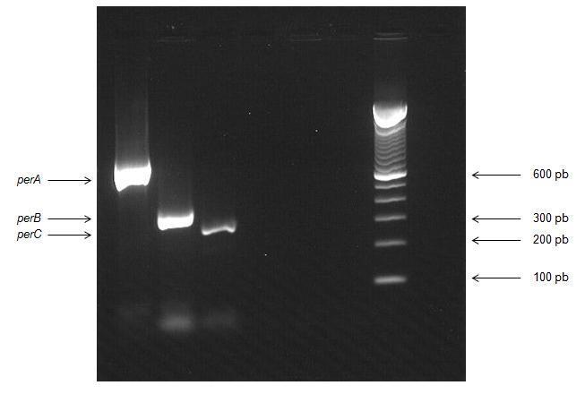 4. Resultados 4.1. Detecção dos genes do operon perabc As 72 amostras deste estudo foram pesquisadas por PCR quanto à presença dos genes perabc.