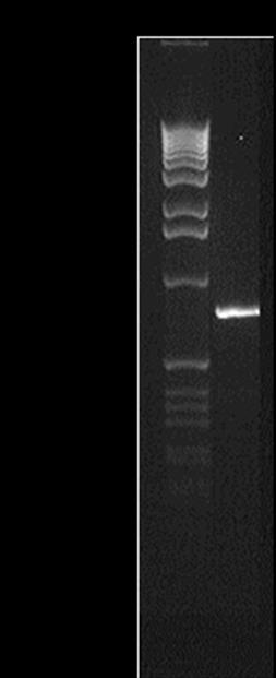 Figura 6. Gel de agarose a 1% corado com GelRed da reação de PCR High Fidelity para o gene pera da amostra purificado para sequenciamento. Canaleta 1: 1kb ladder; Canaleta 2:.