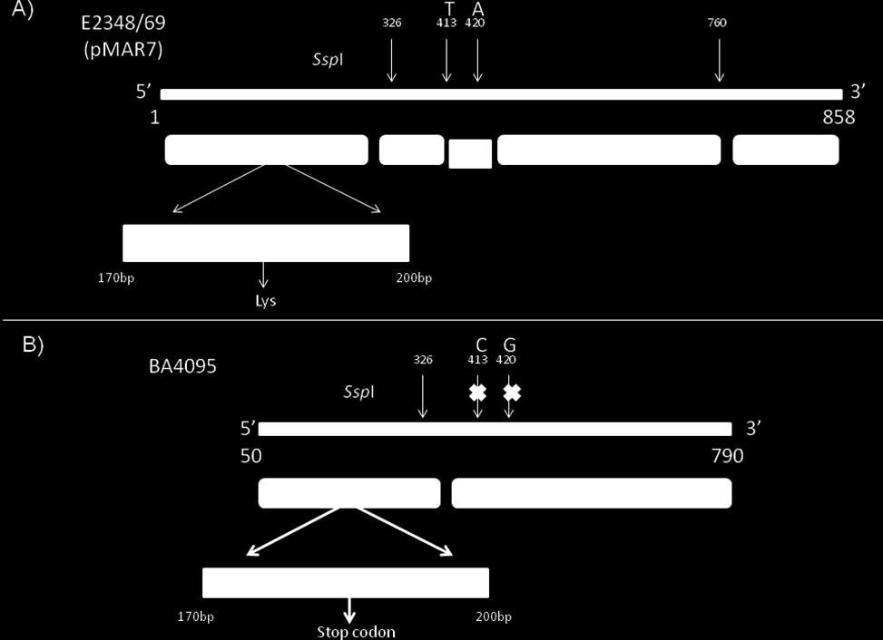 Figura 7- Figura esquemática de comparação do gene pera entre as amostras E2348/69 e. (A) Esquema de corte do gene pera integro da amostra E2348/69 pela enzima SspI.